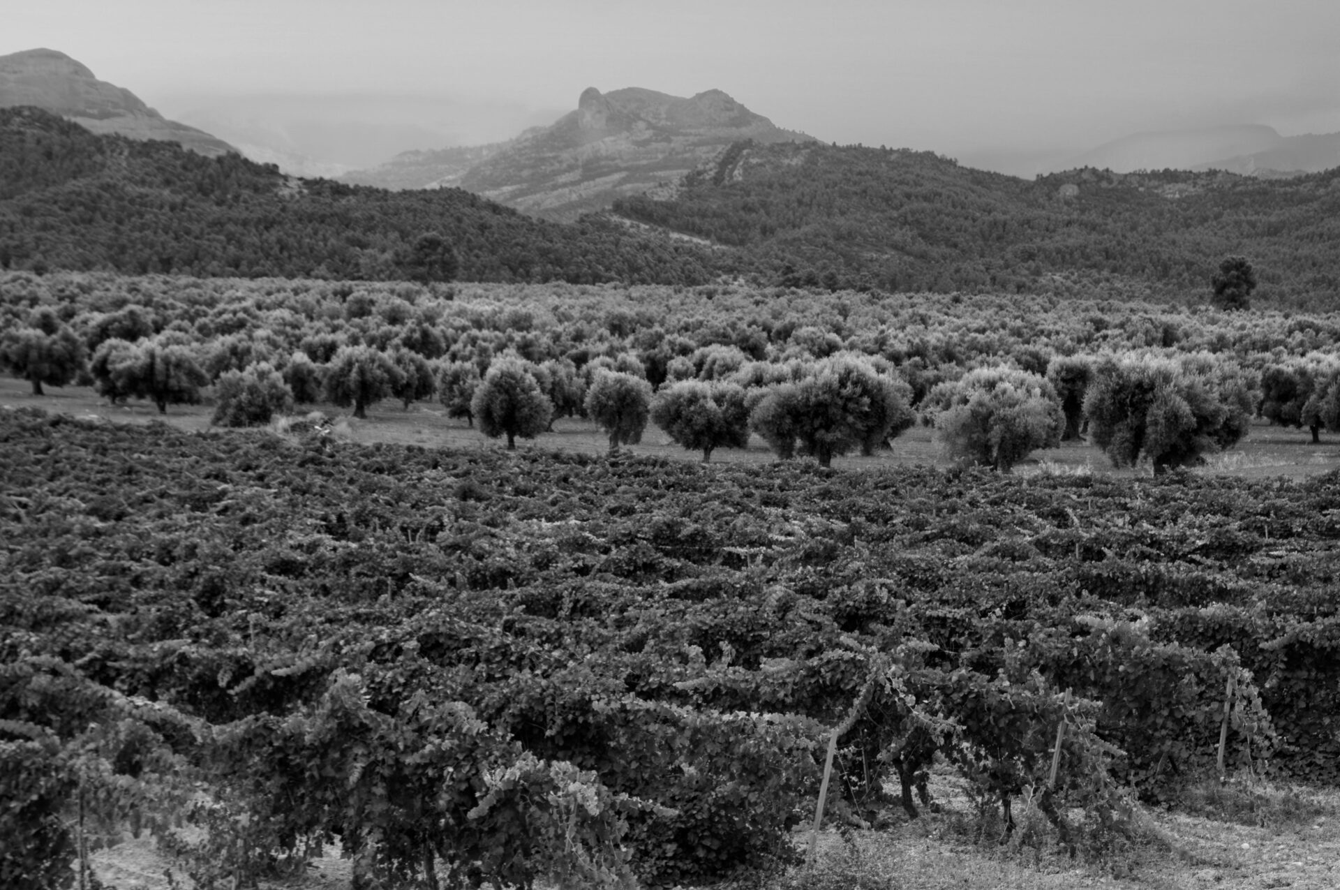 Viñedos de A Maru de Gasconne en el Matarraña